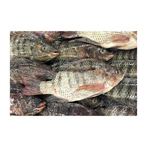 ปลานิล/ปลานิลสีดำ/ขายส่งปลานิลสีดำ - Product Image 3