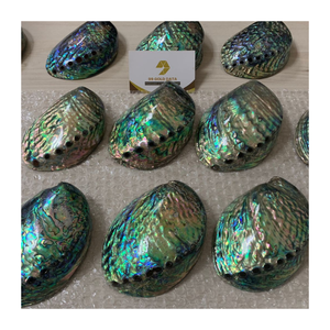 Carcasa de abulón de calidad superior, respetuosa con el medio ambiente, para joyería personalizada, decoración sostenible del hogar y proyectos de artesanía - Product Image 1