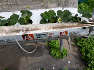 Sacs de culture de fraises traités aux UV - Product Image 3