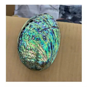 Vietnam Origin Raw Polished Abalone Shell Wholesale Mother of Pearl Craft and Jewelry <b>Supply</b> Shell - Product Image 5