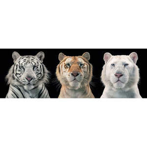 Tim Flach Tiger Collage <b>Poster</b> Modern Art Deco Style Framed Paper and Canvas for Home Decorations and Birthday Celebrations - Product Image 1