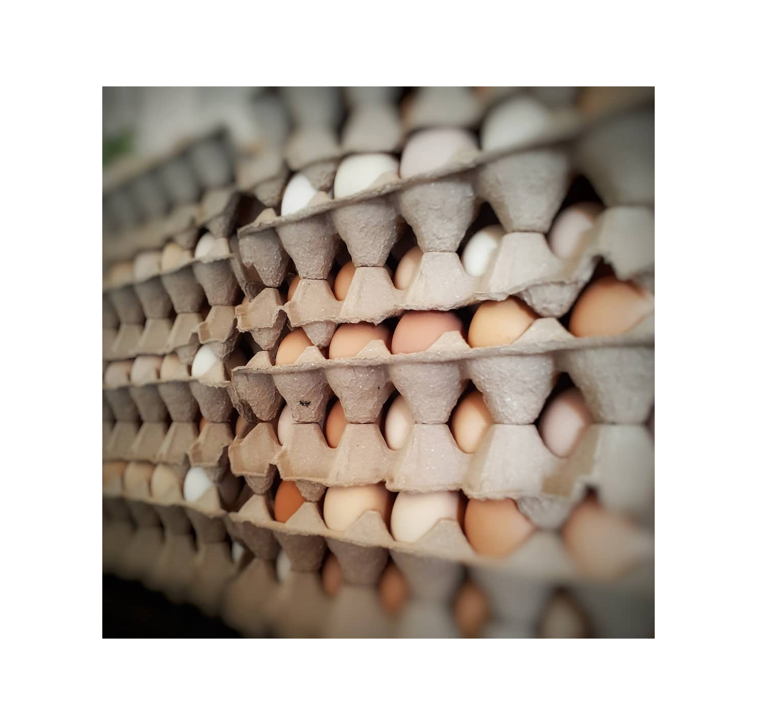Горячая распродажа, куриные яйца, 500 Бройлер, куриные яйца, свежие 700, оплодотворенные куриные яйца