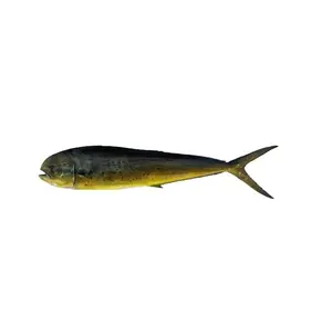 Stock de poisson frais mahi mahi en vrac, prêt à être expédié