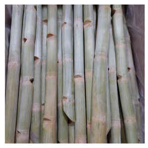 น้ำอ้อยแช่แข็งแบบพรีเมี่ยมจากเวียดนามมาพร้อมชิ้นส่วนไม้เท้าและน้ำอ้อยสด - Product Image 5