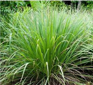 Ingrédient à base de citronnelle de qualité supérieure pour les assaisonnements culinaires, les thés aux herbes et les boissons fonctionnelles, disponible au meilleur prix - Product Image 4