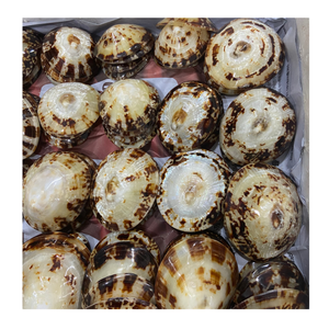 Produit décoratif Shell Limpet Shell pour l'artisanat fourni par Vietnam Factory 99 Gold Data - Product Image 5