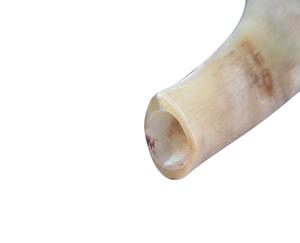 Cuerno de Shofar de Carnero Natural Pulido - Decoración Religiosa Ecológica para el Hogar de Alta Calidad - Product Image 5