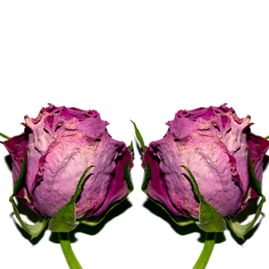 Brotes de rosas rojas secas fragantes | Para Baño de hierbas y bienestar - Product Image 6