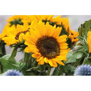 Graines de tournesol écologiques personnalisées (Girasol) – Articles et gadgets de jardinage - Product Image 2