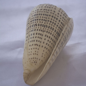 Conus Shell tallado Ganesha ornamento Feng Shui SEASHELL JOYERÍA con técnica cruda con estilo de animal religioso Dios tallado - Product Image 5