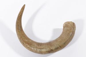 เขาแกะซาวาร์ฮอร์นเดวิดเกอร์สไตน์นกฮานุกกะห์สีสันสดใส - Product Image 2