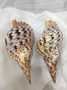 Coquilles de trompette élégantes pour l'artisanat, les cadeaux et les décorations sur le thème marin - Product Image 5