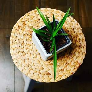 Napperons en forme de fleur en jacinthe d'eau du Vietnam Jacinthe d'eau Tapis de jonc de mer Napperons ronds Napperon de dîner décoratif - Product Image 2