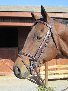 Mordaza de cuero Brida de temporada Samosata Old Snake certificado ISO 9001 personalizable bajo pedido envío al por mayor por encargo - Product Image 4