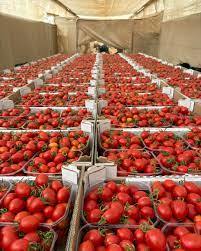 Tomates frescos orgánicos/Heathy Delicious Fresh Tomatoes - Product Image 2