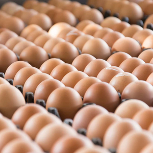 Fresh Brown Table <b>Eggs</b> /Chicken <b>Eggs</b>, Sell At Best Rate Farm Fresh Chicken Table Brown <b>Eggs</b> - Product Image 1