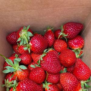 Fresas Frescas, Bayas Rojas Dulces con Alto Contenido de Brix, Grado de Exportación, Suministro al por Mayor - Product Image 5