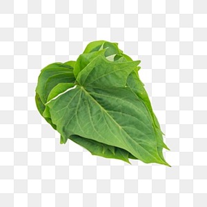 ใบมันเทศแช่แข็งจำนวนมาก | พืชใหม่เวียดนามสำหรับอาหารเอเชีย - Product Image 3