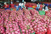 Premium Vers Rood Drakenfruit Uit Vietnam | Zoete Smaak, Levendige Kleuren En Uitstekende Exportkwaliteit | Ms. Lily Ngo