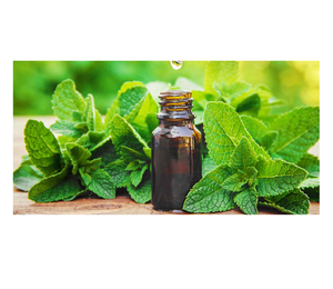 Suministro a granel de aceite de menta pura disponible para la venta a bajo precio, aceite natural al por mayor para el cuidado de la piel y el uso aromatizante - Product Image 1