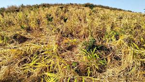 Tốt nhất bán <span class=keywords><strong>2025</strong></span> cây trồng mới cho trẻ & cũ-cao tiêu chuẩn xuất khẩu gừng trẻ & cũ gừng tươi ingwer gingembre/Anna làm - Product Image 4