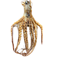 Fruits de mer séchés les plus vendus au Vietnam Calamars séchés ou calamars séchés de haute qualité pour l'exportation