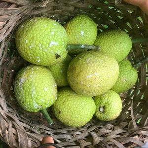 FRUITS À PAIN CONGELÉS DE HAUTE QUALITÉ GOÛT PUR FRAIS RÉCOLTÉ SANS ADDITIFS - Product Image 6