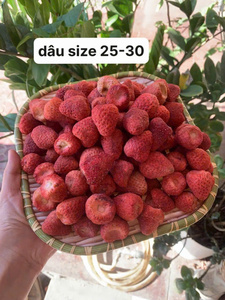 สตรอว์เบอร์รีอบแห้งเวียดนามแบบครึ่งลูก ผลไม้เมืองร้อน เหมาะสำหรับผลิตภัณฑ์เบเกอรี่ ของหวาน กราโนล่า ชาผสม และขนมขบเคี้ยว - Product Image 5