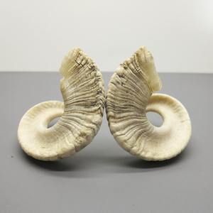 Paire de cornes de mouton brutes, cornes décoratives naturelles, accent d'intérieur rustique - Product Image 6