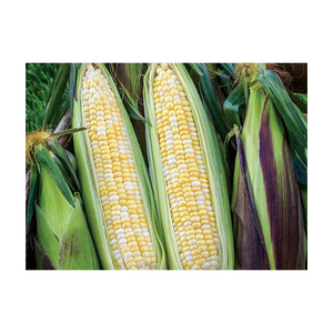 Maïs jaune Meilleur prix Vente en gros-Maïs jaune pour l'alimentation animale Prix compétitif - Product Image 2