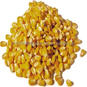 Maïs jaune séché à vendre, fournisseur de prix de la France