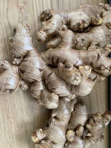 ส่งออก/ขายส่งขิงช้างสดคุณภาพสูงจากเวียดนามขิงสด2022 - Product Image 4