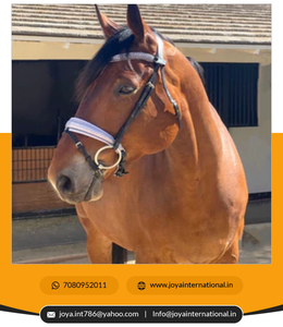 2022 Offre Spéciale Édition Limitée Snaffle Bridle Dressage Brides Meilleure Qualité En Gros Cheval Bride Multifonctionnel - Product Image 4