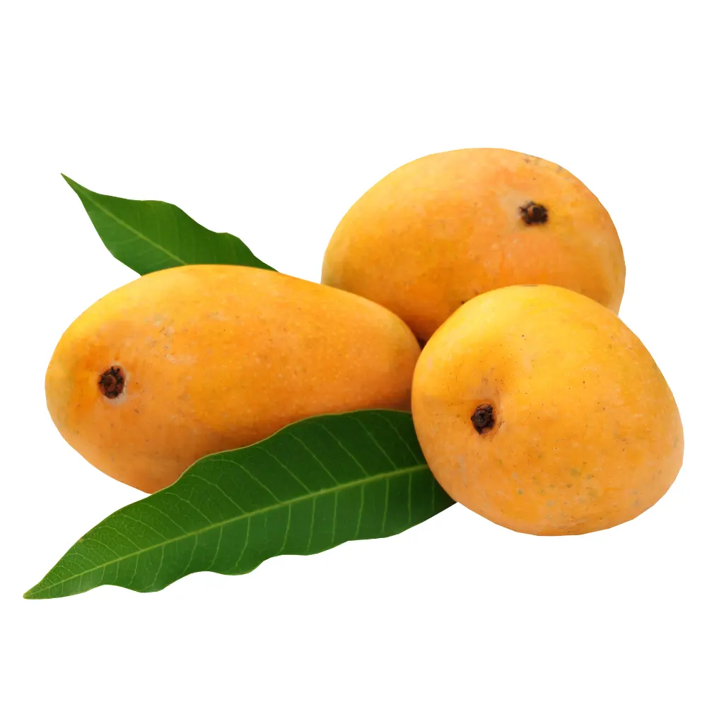 Fruta Tropical fresca, Mango fresco de Vietnam, el mejor precio, picardías