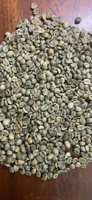 VIETNAM HAUTE QUALITÉ ROBUSTA ARABICA GRAINS DE CAFÉ VERT BON PRIX SCR13/ 16/ 18- WS: + 84-915 355 383