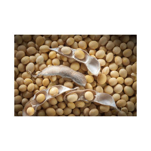 Vente en gros de graines de soja jaunes biologiques non OGM de qualité supérieure, délicieuses, vendues par un fournisseur en gros - Product Image 5