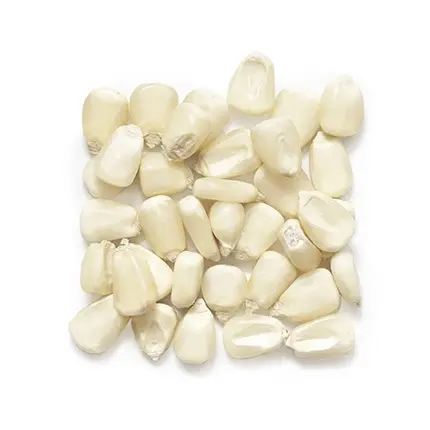 Witte Maïskorrels Van Hoge Kwaliteit Voor Diervoeding/Witte Maïszaden