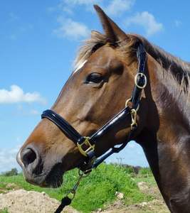 Fancy Leather Grooming Halter es de Working, que cuenta con herrajes de latón con costuras elegantes de colores - Product Image 5