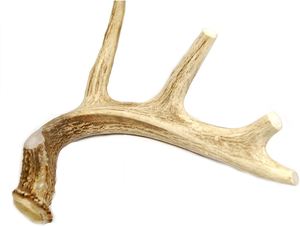 Natural Red Deer Antlers Cabello Tipo para la venta - Product Image 5
