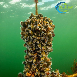 Hot Item Product PALM MAT / COIR ROPE Best Size 100m, 200m Coir Rope Exported From Vietnam - Product Image 6