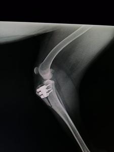 ชุดเครื่องมือ TTA สำหรับศัลยกรรมกระดูกสัตวแพทย์สำหรับสุนัขศัลยกรรมกระดูกเทียมสำหรับขั้นตอนการผ่าตัดสุนัข - Product Image 6