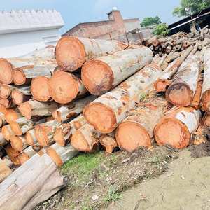 Offre Exceptionnelle : Bois d'Eucalyptus Massif 100% Solide, Disponible à l'Exportation depuis le Vietnam – Bois Brut d'Eucalyptus de Qualité Supérieure - Product Image 6