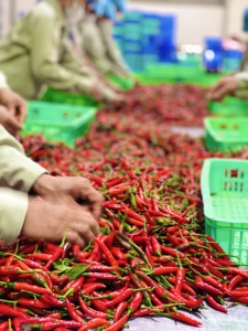 Chile Rojo Ojo de Pájaro Picante de Alta Calidad, Fresco y Crudo, Proveedor de Vietnam, Nueva Cosecha, 30 kg/paquete - Product Image 4