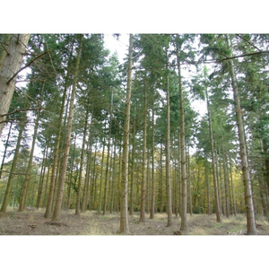 Madera de Pino Amarillo del Sur Secada al Horno, Resistente, Estable, Recta y Perfecta para Carpintería - Product Image 6