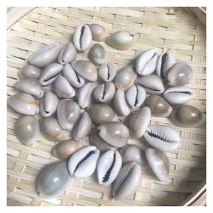 Seashell Cowry Golden Art, Seashell Cowry hecho a mano para Coastal Chic, Black Spotted Shell Gift para hogares ecológicos a granel - Product Image 3