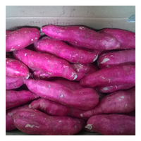 Vietnam Bevroren Verse Zoete Aardappelen-Honing/Japanse Zoete Aardappelen Voor Export-Topleveranciers Diepvriesgroenten