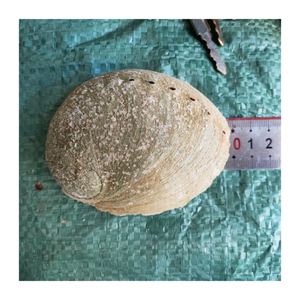 Natural <b>Abalone</b> <b>Shell</b> Vietnam Polished Gemstone for Jewelry Creations, Ocean Themed Crafts, and Coastal Decor - Product Image 4