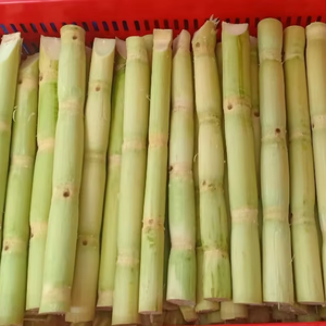 La caña de azúcar congelada de Vietnam conserva el sabor y los nutrientes a través de IQF - Product Image 5