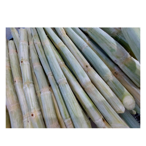 แท่งอ้อยแช่แข็งเพื่อความสดชื่นตามธรรมชาติของเวียดนามเหมาะสำหรับการดื่มและแปรรูปอาหาร - Product Image 3