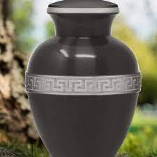 เออร์น Cinerarie - Product Image 4